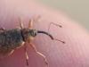 Dorytomus sp.